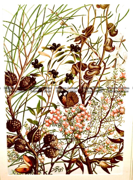 Clone of Botanical by Meredith