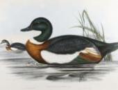 John Gould