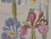 Botanicals