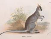 Natural History