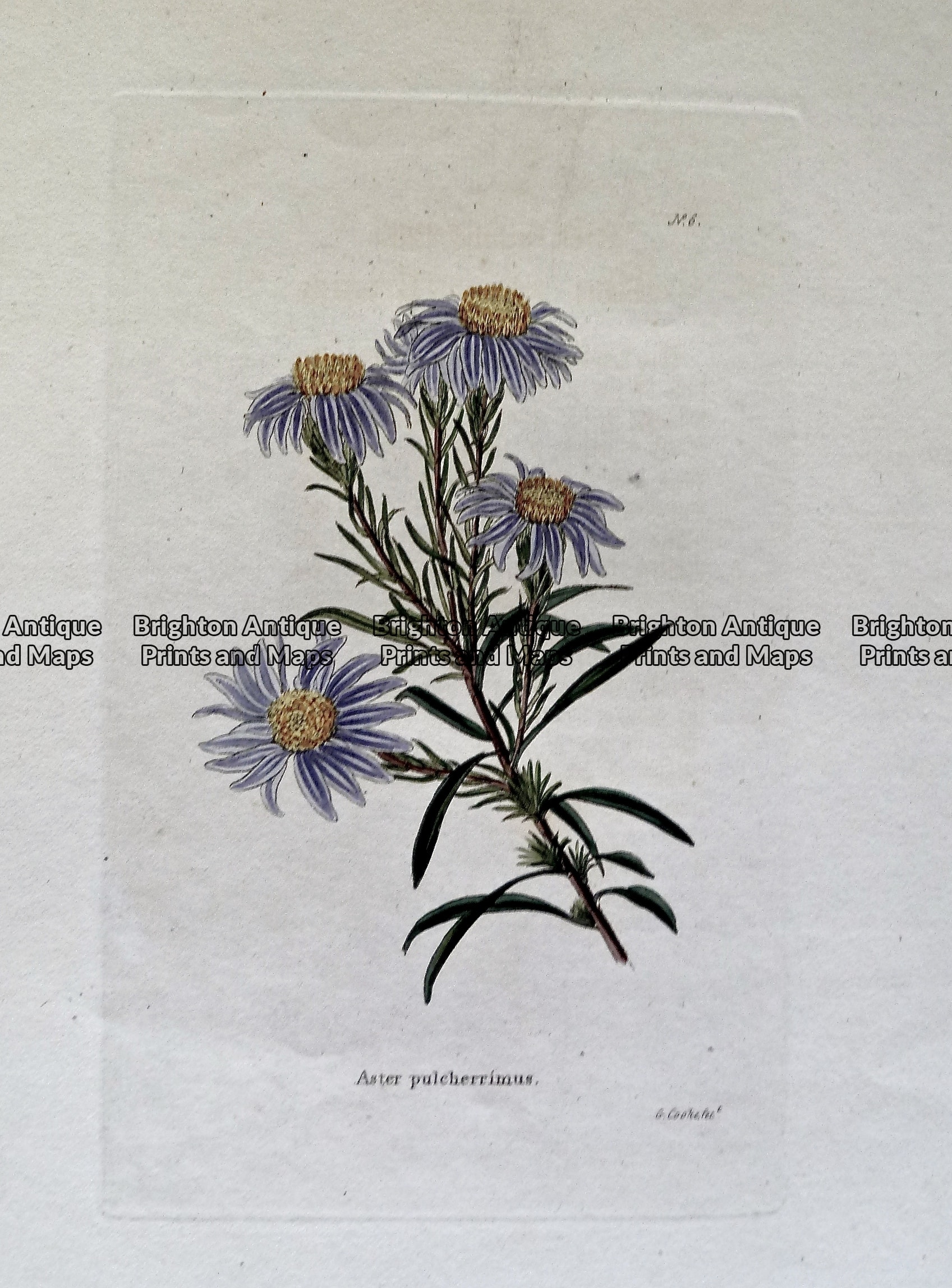 Antique Print 230-276 Botanical - Aster by Cooke c.1830 - Brighton ...