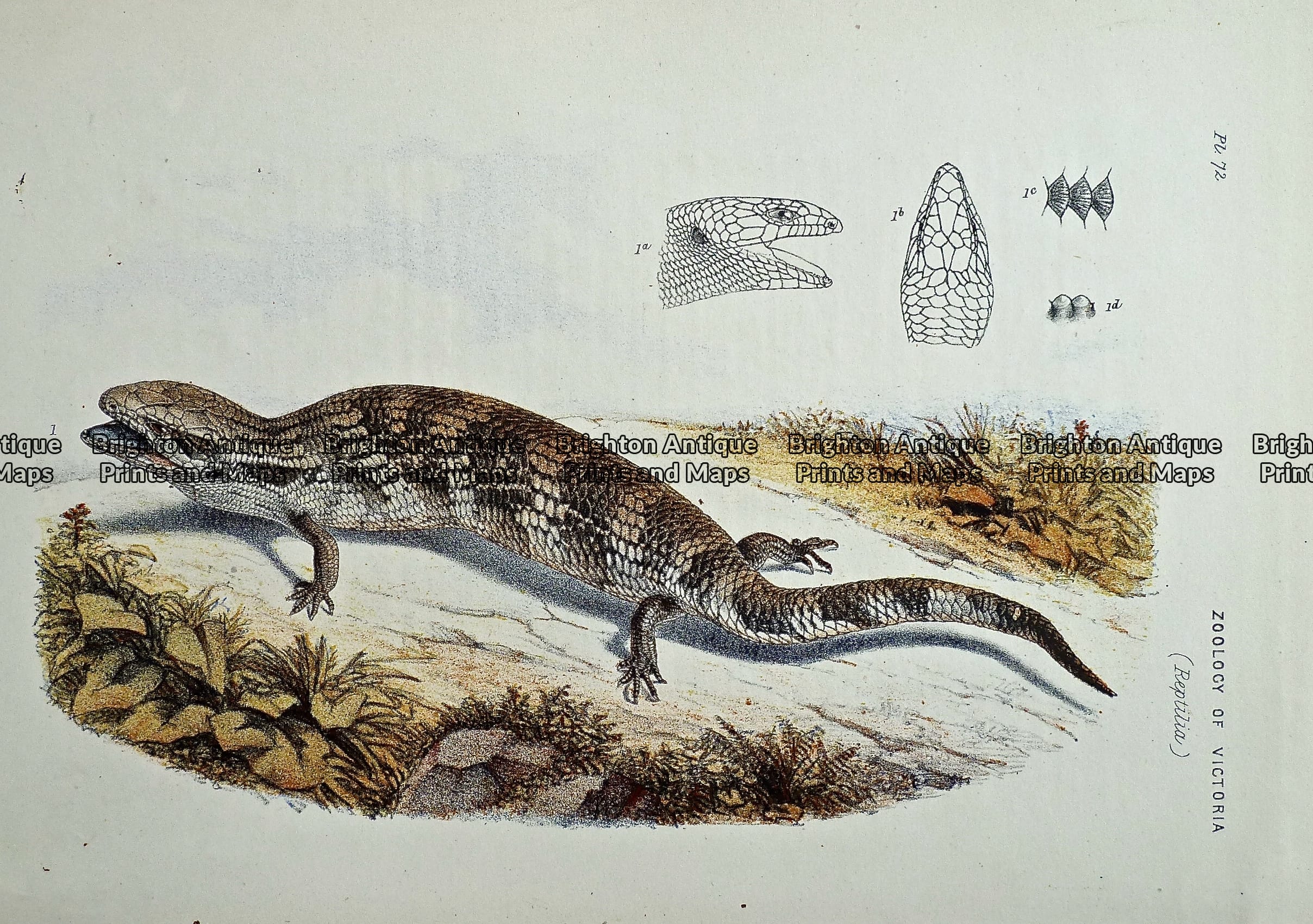 Antique Print 232-476 Reptile - Northern Blue-Tongued Lizard by McCoy c ...