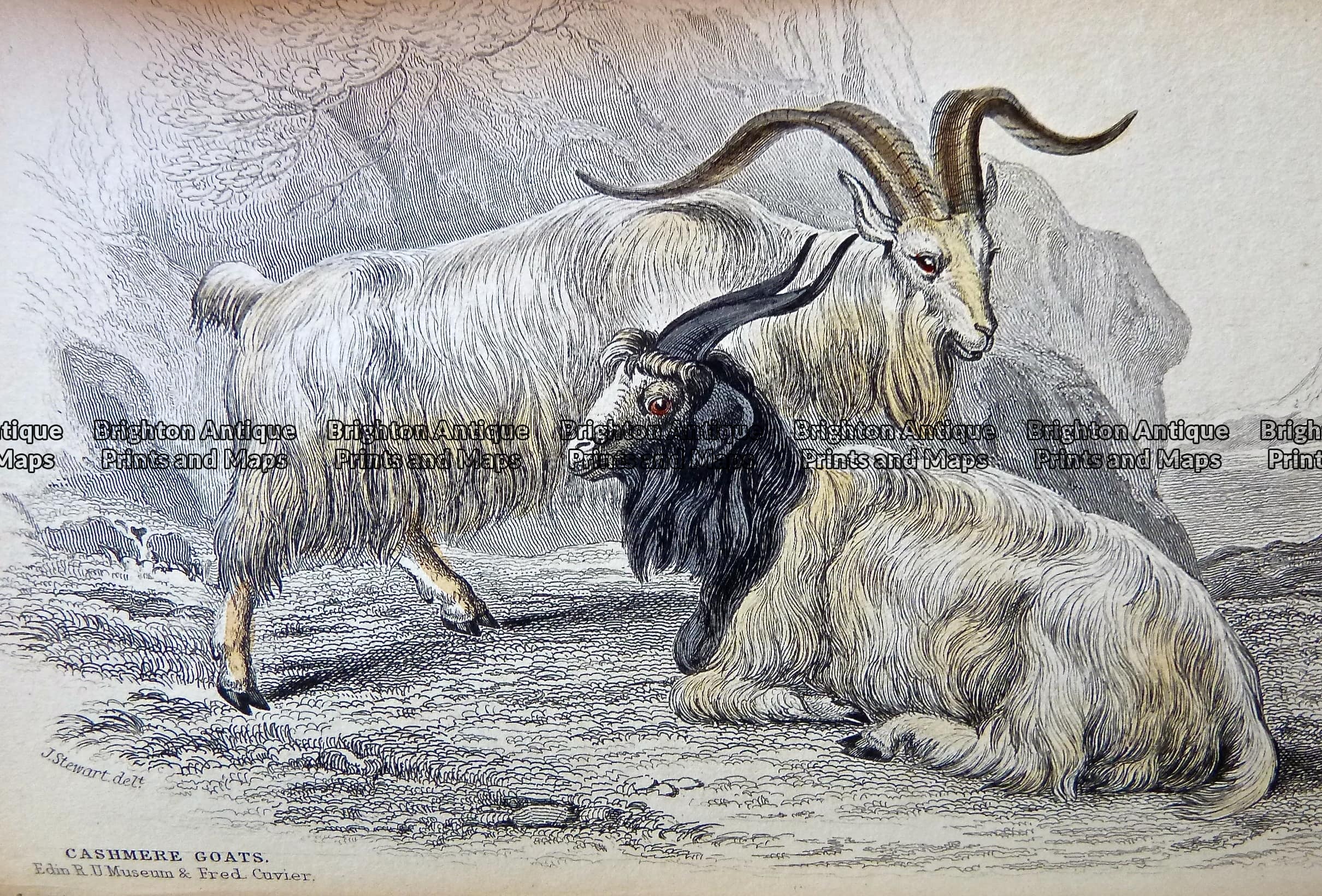 Antique Print 232-528 Cashmere Goats by Lizars c.1843 - Brighton ...
