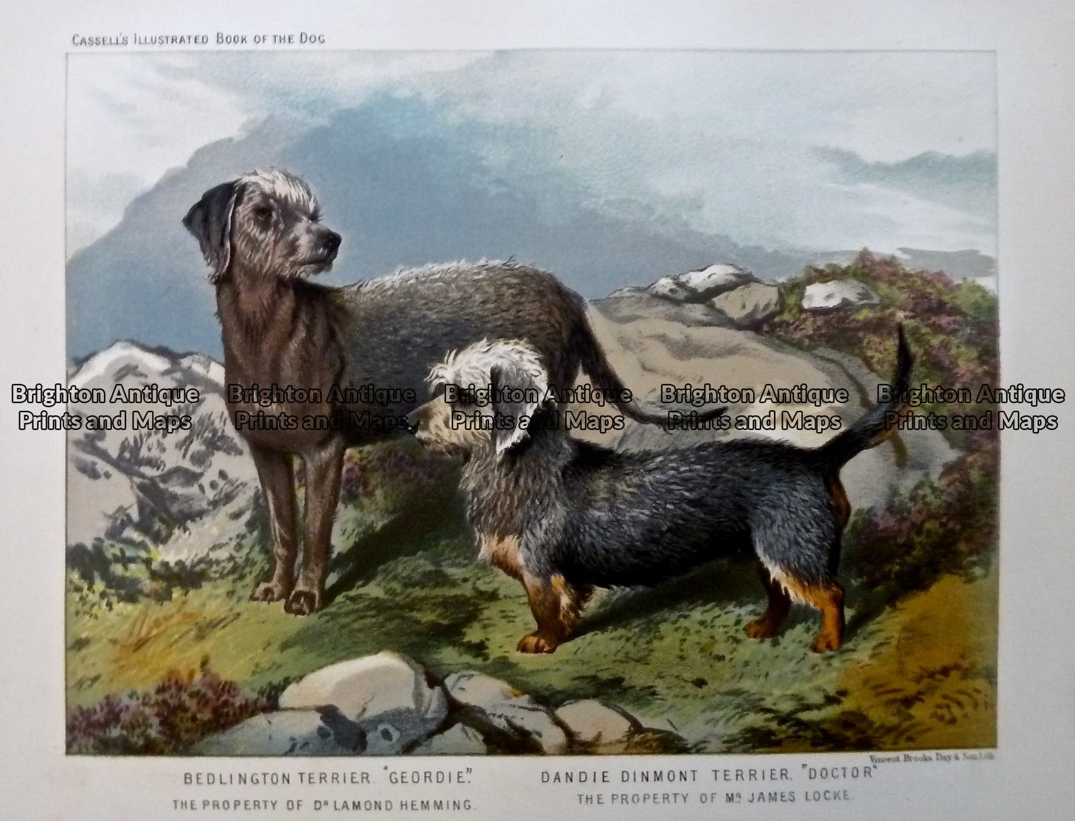 Antique Print Dog Bedlington Terrier And Dandie Dinmont Terrier C 1880 Ref 237 318 Brighton Antique Prints And Maps Shop Buy Now