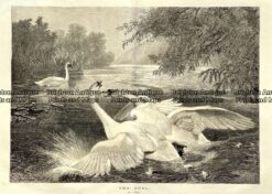 Antique print - Swans dueling  Ref: 789-005