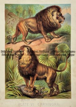 Antique print - Lions c.1880  Ref: 789- 004 - Image 2