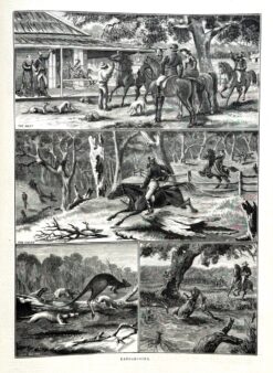 Antique print - Kangaroo hunting c.1881  Ref: 888-064