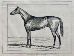 Antique print - Winner of Melbourne Cup in 1883  Ref: 888-038