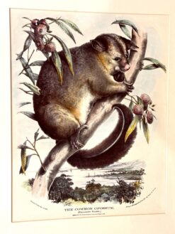 Antique print - Common possum by Krefft c.1871  Ref: 888-184