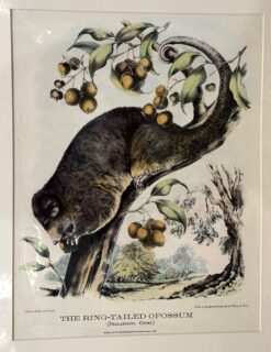 Antique print - Ring-tailed Opossum by Krefft c.1871  Ref: 888-185