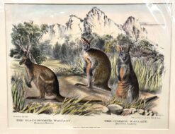 Antique print - Wallabies by Krefft c.1871  Ref: 888-186