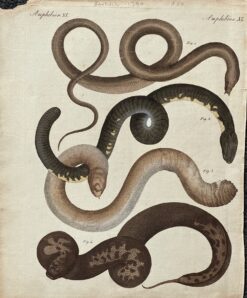 Antique print - Snakes by Bertuch c.1792  ref: 888-166