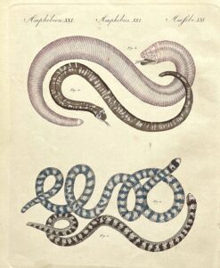 Antique print - Snakes by Bertuch c.1792  Ref: 888-169