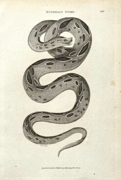 Antique print - Russelian Snake c.1801  Ref:  888-168