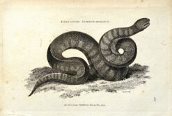 Antique print - Snake c.1802  Ref: 888-167