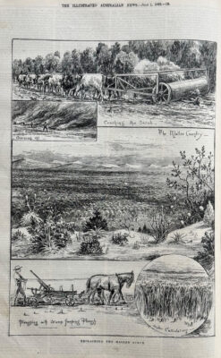 Antique print -  Reclaiming the Mallee Scrub c.1892  Ref:  888-002